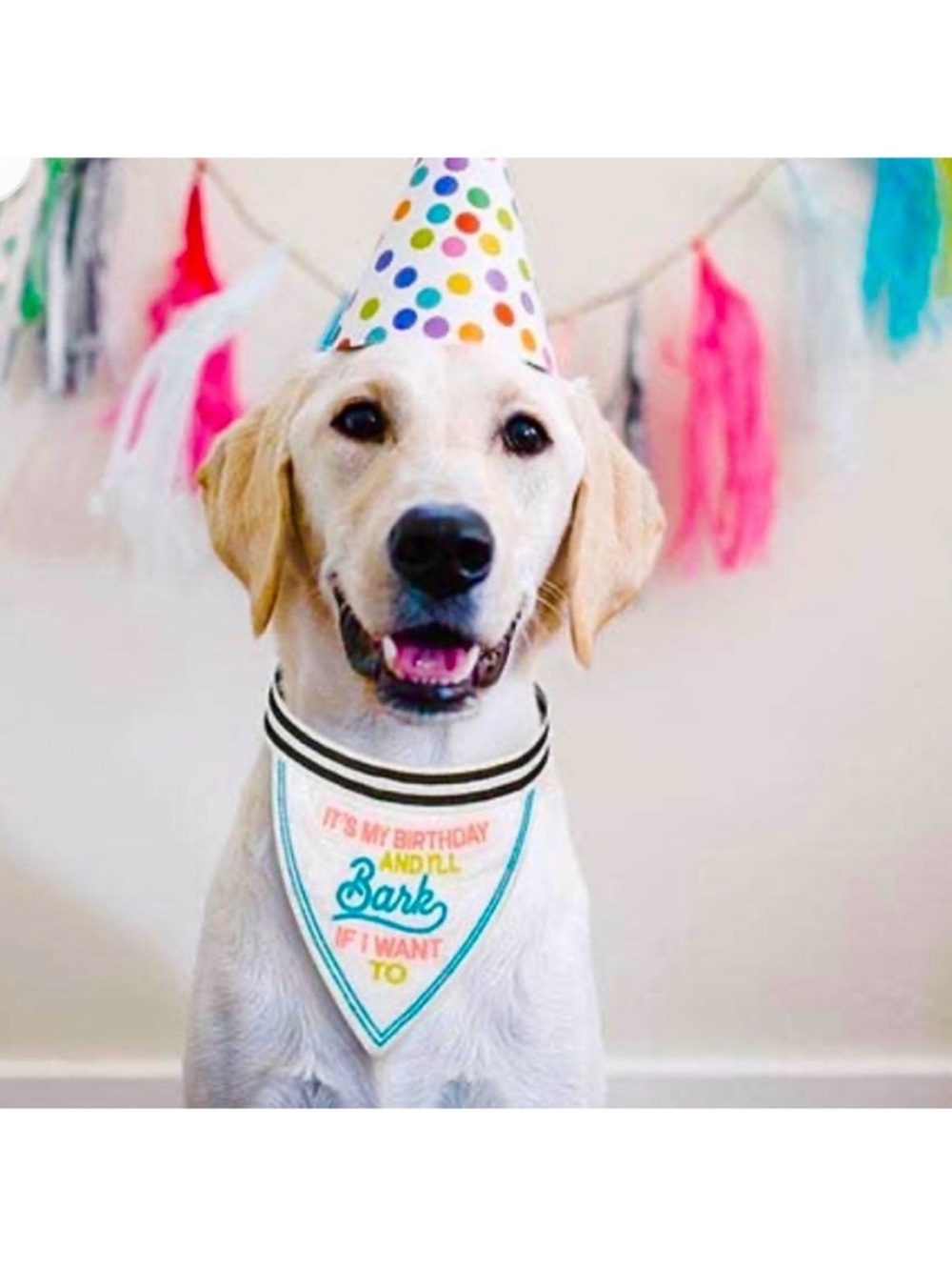 🆕-Santa Barbara Design-Pet Bandana-"It's My Birthday And I'll Bark If I Want To"